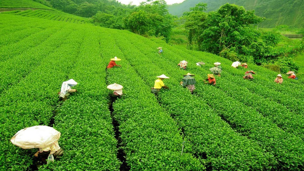 How Iim Bangalore Is Improving The Tea Auction System - 